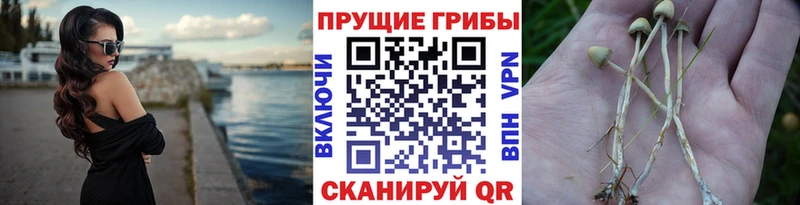 хочу наркоту  ссылка на мегу ТОР  Псилоцибиновые грибы Psilocybine cubensis  Якутск 
